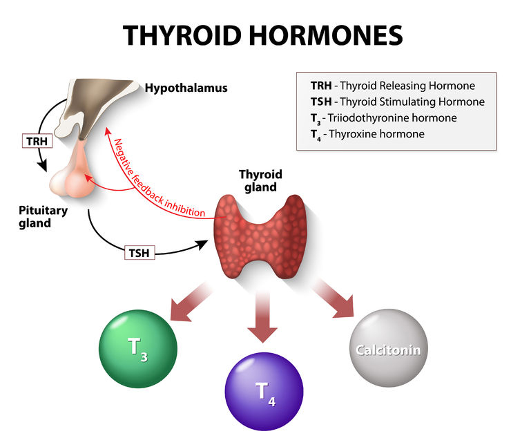 Thyroid hormones