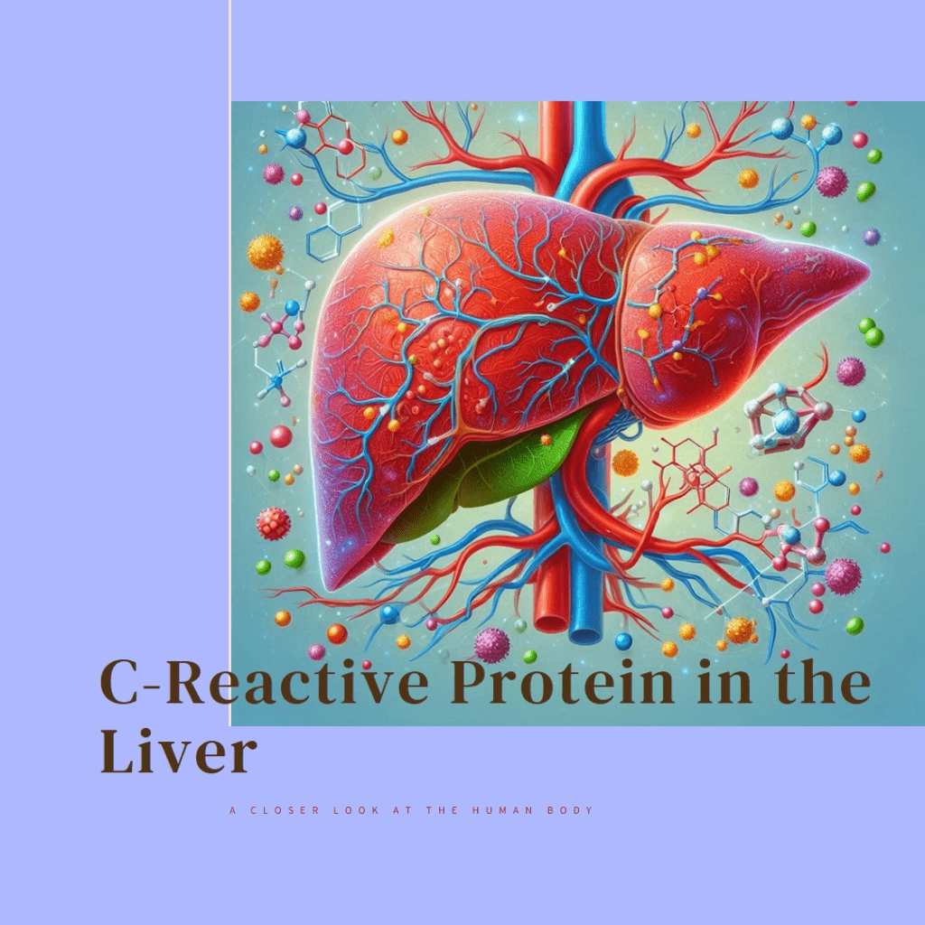 Understanding CRP in Liver – Top 5 Causes, Elevated Levels, and ...